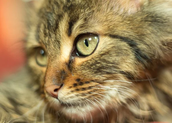 Yeşil gözlü genç gri kedi
