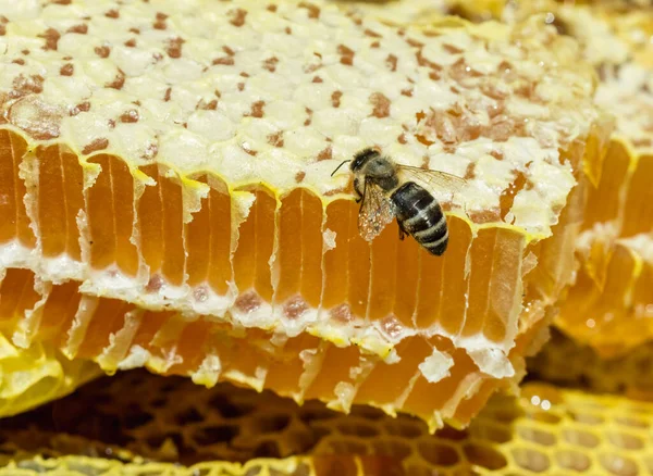 Pszczoła Grzebieniach Wypełniona Miodem Letnie Zbiory Miodu — Zdjęcie stockowe