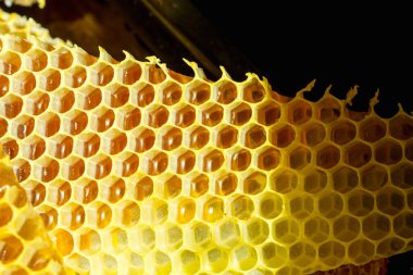 honeycombs filled with honey, natural sweetnes