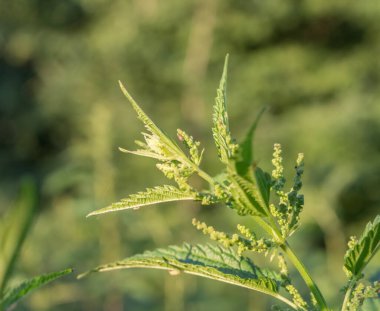 nettle plant during flowering, summertime