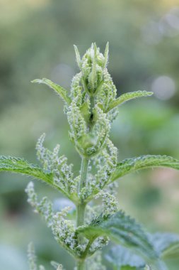 nettle plant during flowering, summertime