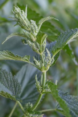 nettle plant during flowering, summertime