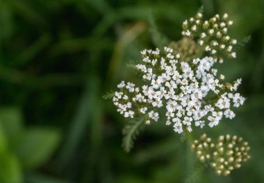 white-flowered yarrow plant, medicinal bitter plan