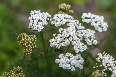 white-flowered yarrow plant, medicinal bitter plan