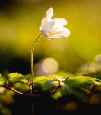 Bahar ormanlarında beyaz şakayık çiçekleri, narin çiçekler, bulanık sırtı.