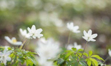 Bahar ormanlarında beyaz şakayık çiçekleri, narin çiçekler, bulanık sırtı.