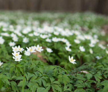 Bahar ormanlarında beyaz şakayık çiçekleri, narin çiçekler, bulanık sırtı.