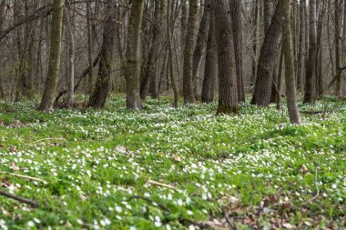 Bahar ormanlarında beyaz şakayık çiçekleri, narin çiçekler, bulanık sırtı.