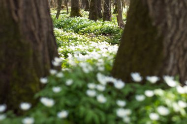 Bahar ormanlarında beyaz şakayık çiçekleri, narin çiçekler, bulanık sırtı.