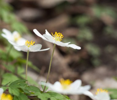 Bahar ormanlarında beyaz şakayık çiçekleri, narin çiçekler, bulanık sırtı.
