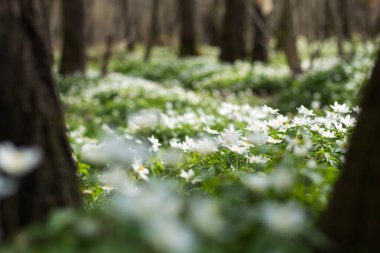 Bahar ormanlarında beyaz şakayık çiçekleri, narin çiçekler, bulanık sırtı.