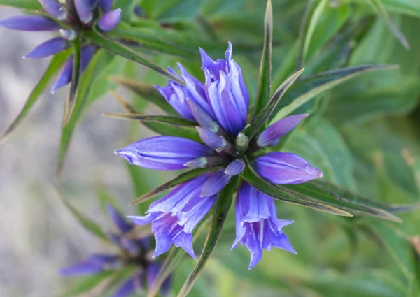 Azul Escuro Flor Selvagem Verão Ervas Dos Cárpatos — Fotografia de Stock