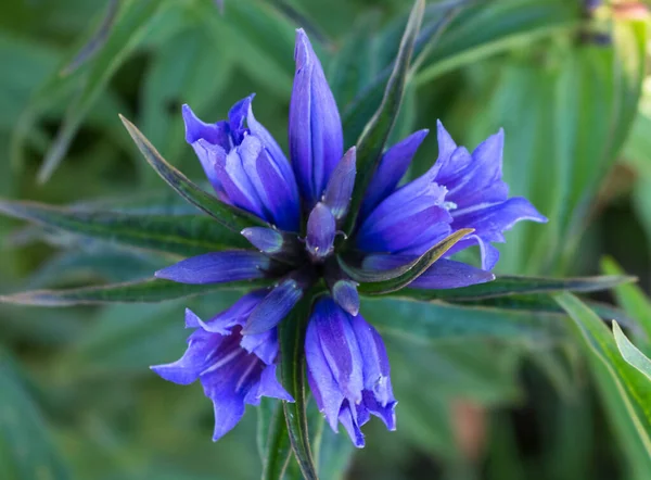 Azul Escuro Flor Selvagem Verão Ervas Dos Cárpatos — Fotografia de Stock