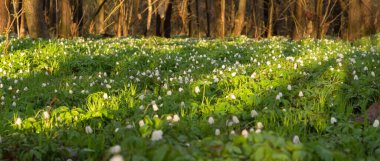 Bahar ormanlarında şakayık temizliği, güneşli de...