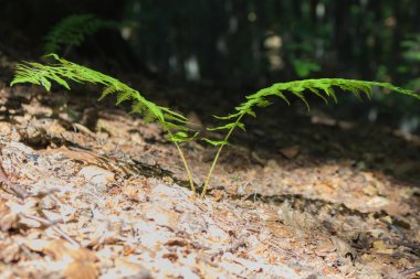 Ormanda eğreltiotu, güneşli yaz günü