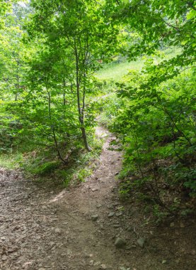 Yazın Karpatlar 'da dağ manzarası