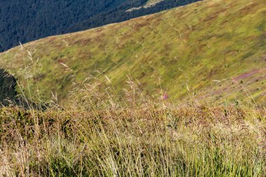 Karpatlar 'da yaz manzarası, dağ sıraları, güneşli da