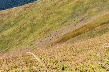 Karpatlar 'da yaz manzarası, dağ sıraları, güneşli da