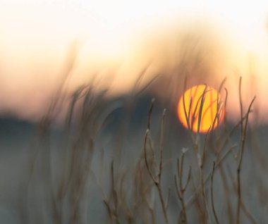 Batan güneşin kuru çimlerin arasındaki görüntüsü, bulanık görüntüler.