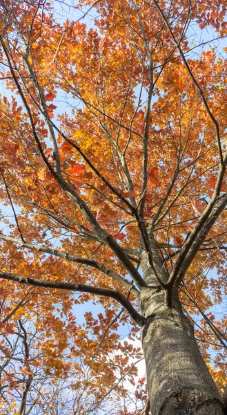 秋の森 木々の枝を通して空の景色 晴れた日 — ストック写真