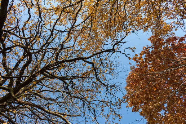 秋天的森林 透过树枝眺望天空 阳光灿烂的一天 — 图库照片