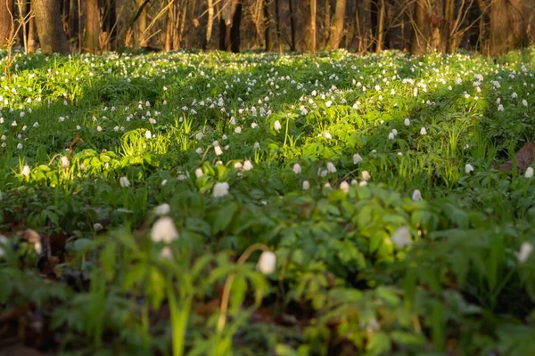 stock image clearing of anemones in the spring forest, sunny da