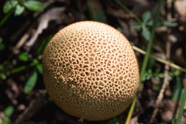 Bir top şeklinde mantar. Yakın plan, sonbahar ormanı.