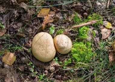 Bir top şeklinde mantar. Yakın plan, sonbahar ormanı.