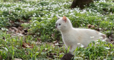Genç beyaz kedi çiçek açan bahar ormanlarında yürüyüşe çıkıyor.