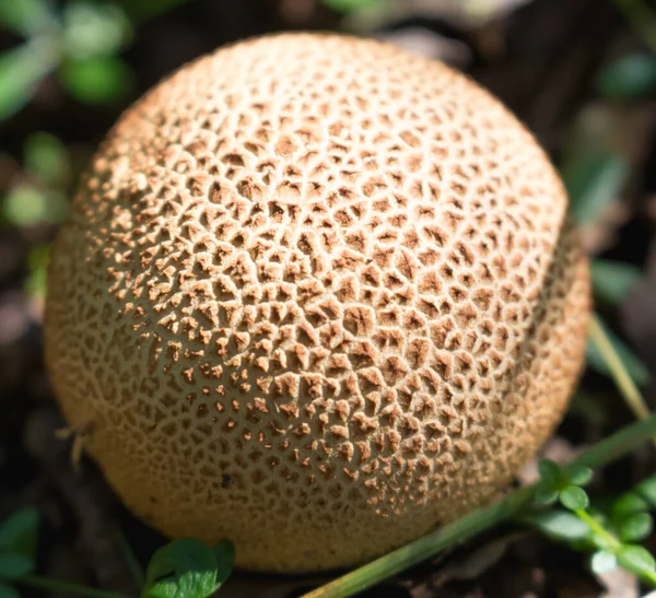 Mushroom Form Ball Close Autumn Forest — Stock Photo, Image