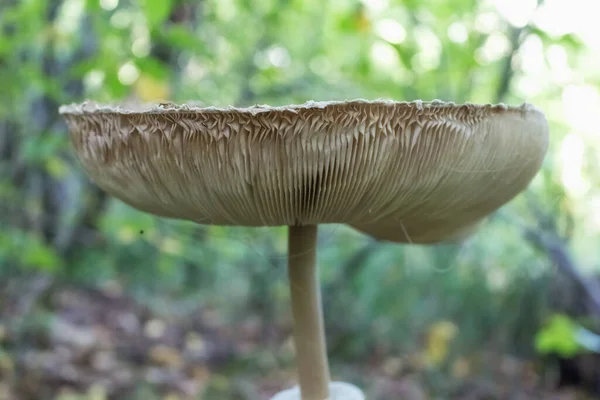 Ombrello Fungo Commestibile Nella Foresta Dell Ucraina Occidentale — Foto Stock