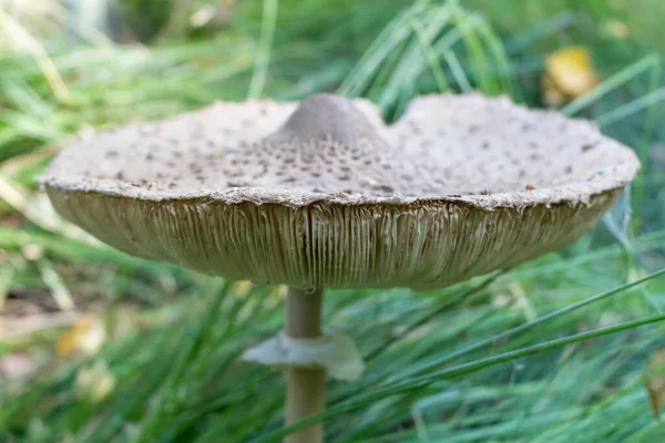 Ombrello Fungo Commestibile Nella Foresta Dell Ucraina Occidentale — Foto Stock
