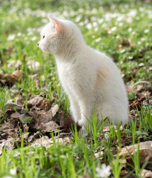 Jeune Chat Blanc Pour Une Promenade Dans Printemps Florissant Fores — Photo