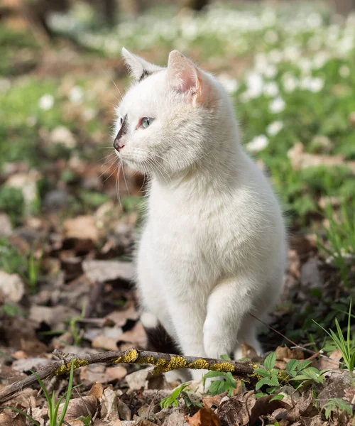 Gato Blanco Joven Para Paseo Floreciente Frente Primavera — Foto de Stock