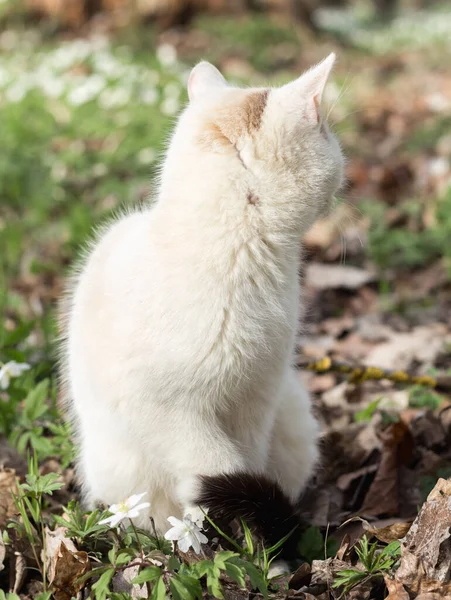 Jovem Gato Branco Para Passeio Uma Primavera Florescendo Fores — Fotografia de Stock