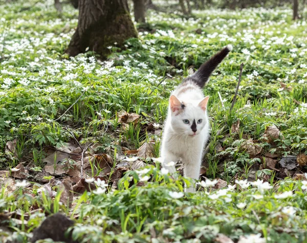 Mladá Bílá Kočka Procházku Kvetoucích Jarních Fores — Stock fotografie