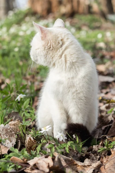 Jeune Chat Blanc Pour Une Promenade Dans Printemps Florissant Fores — Photo