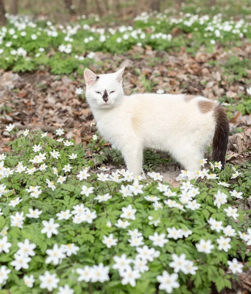 Young White Cat Walk Blooming Spring Fores — Stock Photo, Image