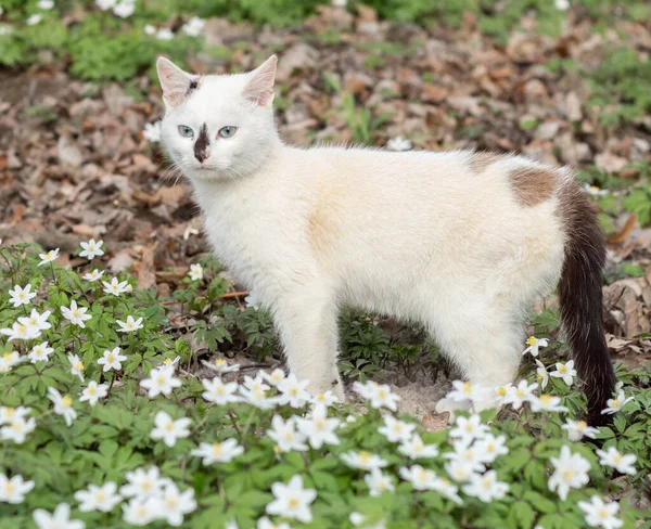 Ung Vit Katt För Promenad Blommande Våren Skorn — Stockfoto