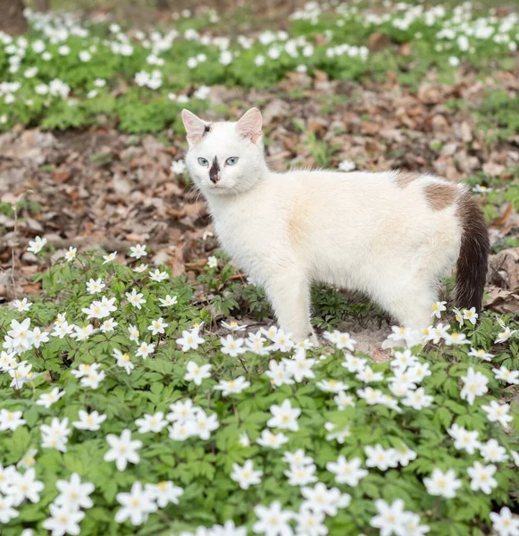 Молодой Белый Кот Прогулки Цветущей Весенней Форели — стоковое фото