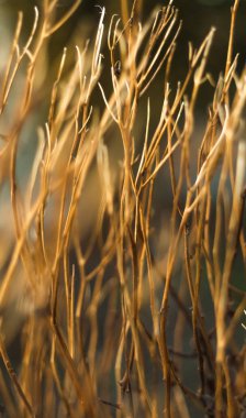 kuru kasımpatı sapları, kahverengi renk, solgunluk ve yaşlılık.