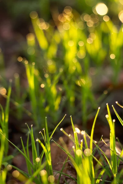 dew on grass after rain, spring meadow in sunset ligh