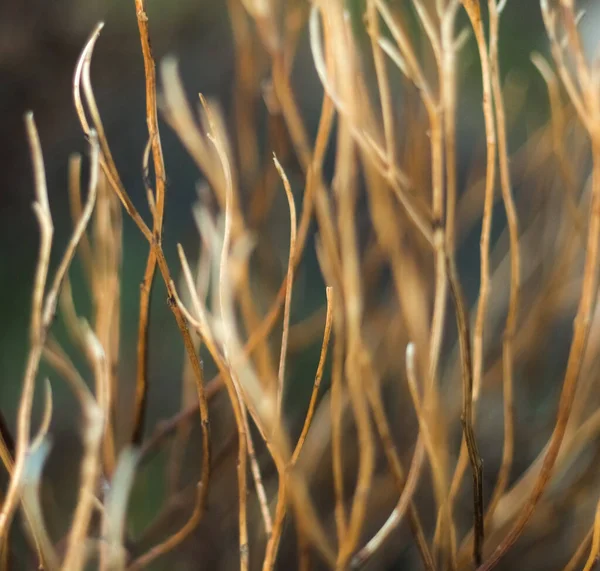 菊の乾燥した茎 柳と古い袋 — ストック写真