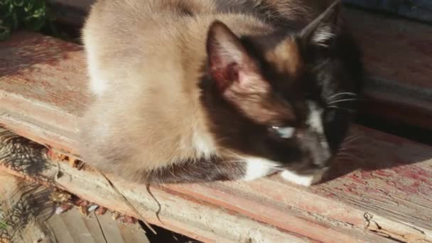 Сиамская Кошка Спит Солнце Крупным Планом — стоковое видео