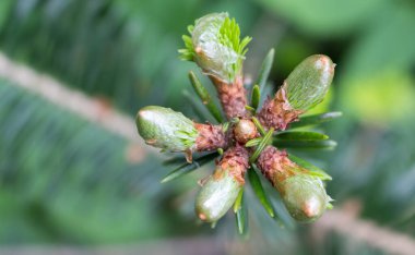 Bir ladin tepesinde açılış tomurcukları, bahar kışları
