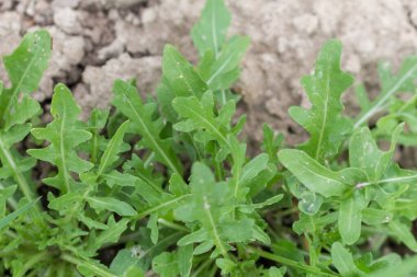 Arugula yeşillikleri bahçede, yeşil bahçe planı
