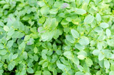 Yazın sonunda yabanmersini çalıları, yabani bitki örtüsü.