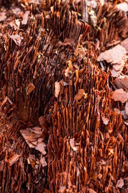 Eski harap olmuş ahşap tabaklar.