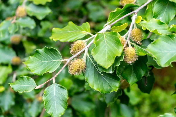 stock image green beech branch with nuts, wild vegetatio