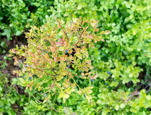 stock image blueberry bushes at the end of summer, wild vegetation